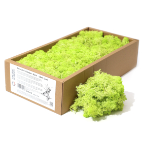 Decoration Reindeer Moss - Mint Green  - (approx 500gm)