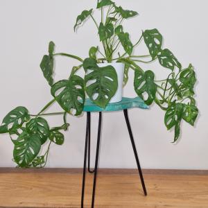 Wholesale Albasia Wooden Plant Stands