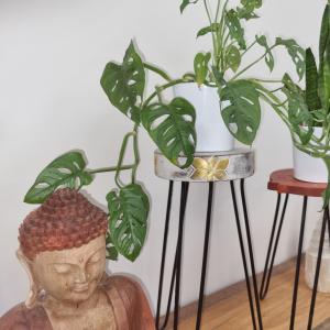 Albasia Wooden Plant Stands for Resale