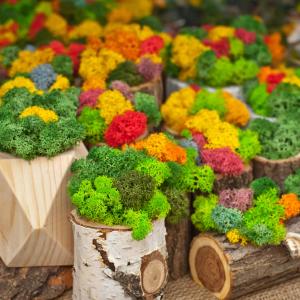 Decorative Reindeer Moss for Retailers